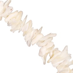 Κοχύλι ακανόνιστο